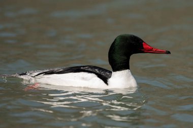 Gölette huzur içinde yüzen sıradan bir merganser.. 