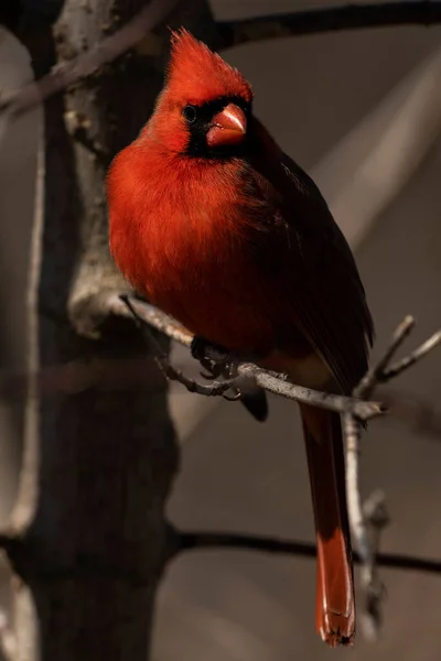 Male Northern Cardinal Foraging Food Cardinalis Cardinalis —  Fotos de Stock