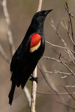 Kırmızı kanatlı bir karatavuk sazlığa tünemiş bir erkek. Agelaius phoeniceus
