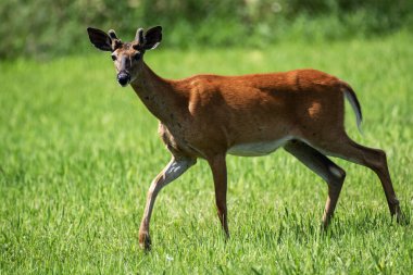 Beyaz kuyruklu bir geyik tarladan geçiyor, Odocoileus virginianus.