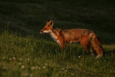 Tarlada dişi bir kızıl tilki, Vulpes vulpes. Kışlık paltosunu döküyor.. 