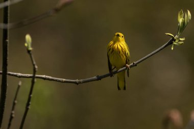 Sarı bir ötleğen, Setophaga peteşi üzerine tünemiş.