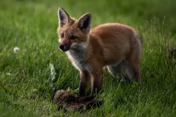Ayaklarında ölü bir domuz olan genç bir kızıl tilki, Vulpes vulpes