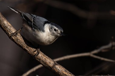 Yemek arayan beyaz göğüslü bir tımarhane, Sitta carolinensis