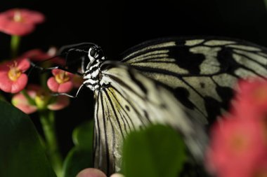 Electra 'nın ağaç kelebeği, fikir elektronu.