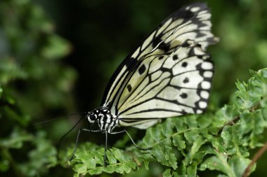 Electra 'nın ağaç kelebeği, fikir elektronu.