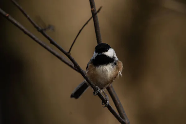 Yiyecek arayan siyah başlıklı bir tavuk, Poecile atricapillus.