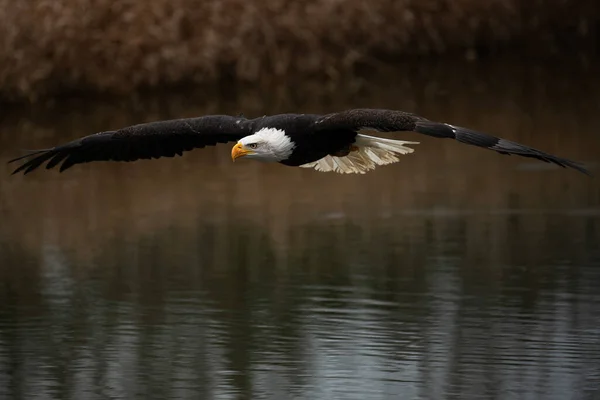 Uçan eğitimli kel bir kartal. Haliaeetus leucocephalus