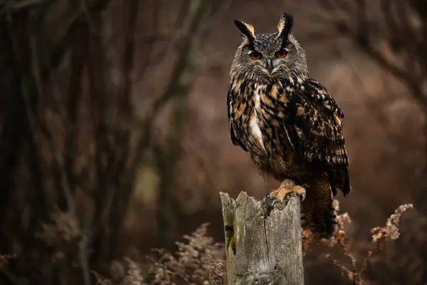 Eğitimli bir Avrasya kartal baykuşu çit kazığında. Bubo bubo