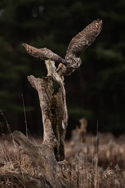 Eğitimli büyük boynuzlu baykuş tüneğinden havalanıyor, Bubo virginianus.