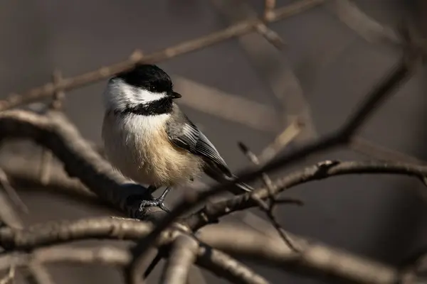 Siyah başlıklı bir piliç, Poecile atricapillus.
