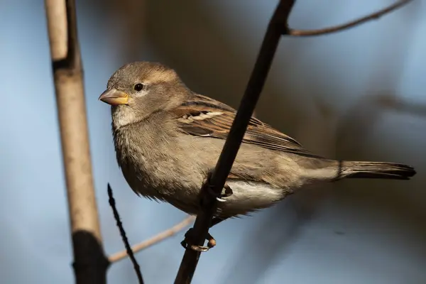 Dişi bir ev serçesi bir dala tünemiş. Passer domesticus