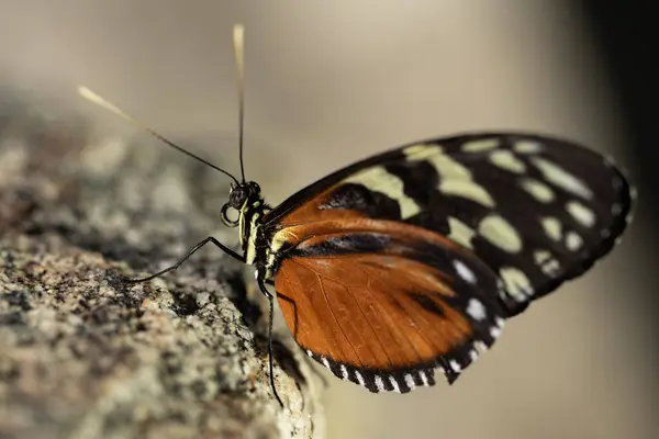 Kaplan Uzun Kanatlı Kelebek bir kayanın üstünde, Heliconius 'un çalısı