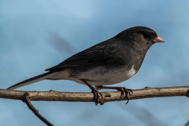 Dalda siyah gözlü bir junco, Junco hyemalis.