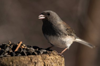 Siyah ayçiçeği tohumlarıyla beslenen kara gözlü bir junco, Junco hyemalis.