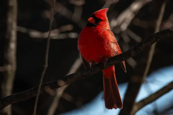 Kuzeyli bir kardinal, Cardinalis Cardinalis.