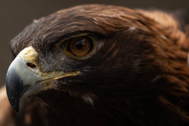 A trained Golden Eagle, Aquila chrysaetos clipart
