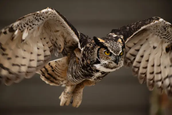 Eğitimli büyük boynuzlu baykuş, Bubo virginianus