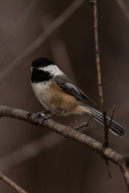 A black-capped chickadee on a branch, Poecile atricapillus clipart
