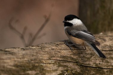 Çitin üstünde siyah bir piliç, Poecile atricapillus.