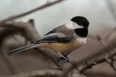 Siyah başlıklı bir piliç dalda, Poecile atricapillus.