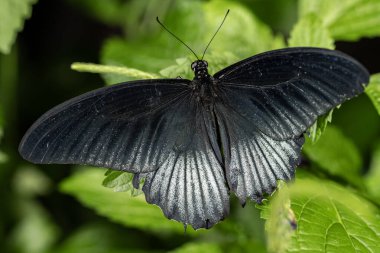 Büyük bir mormon kelebeği, Papilio politleri.