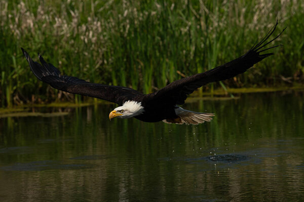 A trained bald eagle in flight. Haliaeetus leucocephalus