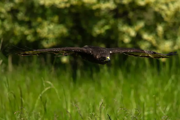 Eğitimli bir Harlan Şahini, Buteo jamaicensis harlani