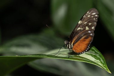 Tiger Longwing Kelebeği, Nymphalidae familyasından Heliconius.. 