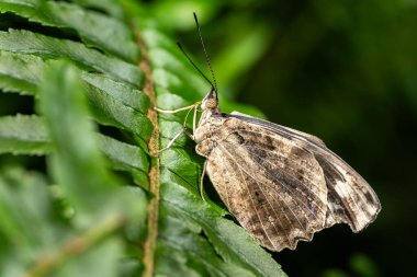 Myscelia ethusa, Nymphalidae familyasından bir kelebek türü.