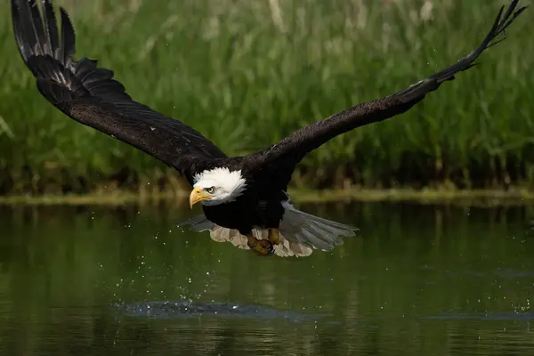 Uçan eğitimli kel bir kartal. Haliaeetus leucocephalus