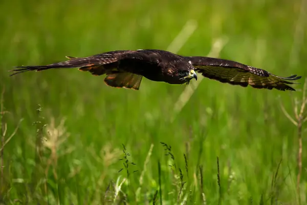 Eğitimli bir Harlan Şahini, Buteo jamaicensis harlani