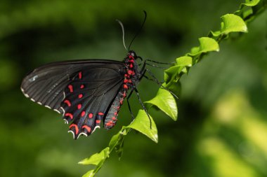 Pembe benekli sığır kalbi kelebeği. Photinus, papilionidae familyasından.. 