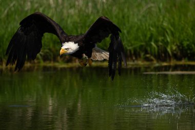 Uçan eğitimli kel bir kartal. Haliaeetus leucocephalus