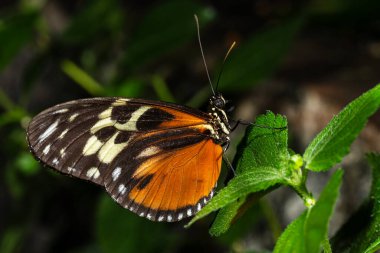 Tiger Longwing Kelebeği, Nymphalidae familyasından Heliconius.. 