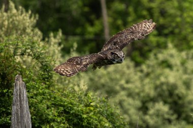 Eğitimli büyük boynuzlu baykuş, Bubo virginianus