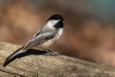 Siyah başlıklı bir piliç, Poecile atricapillus.