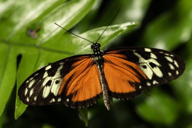 Tiger Longwing Kelebeği, Nymphalidae familyasından Heliconius.. 