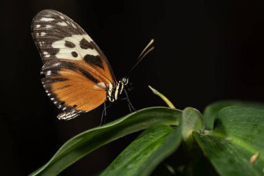 Tiger Longwing Kelebeği, Nymphalidae familyasından Heliconius.. 