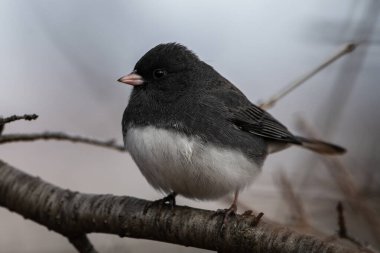 Kara gözlü bir junco, Junco hyemalis.