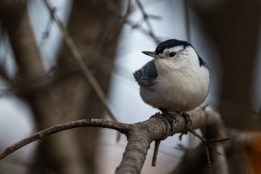 A white-breasted nuthatch, Sitta carolinensis clipart