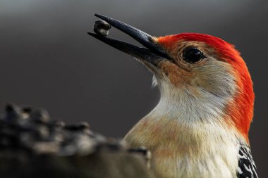 Red-bellied Woodpecker,  Melanerpes carolinus clipart