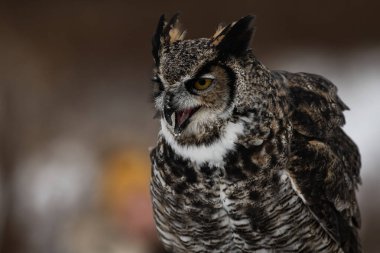 Eğitimli büyük boynuzlu baykuş, Bubo virginianus