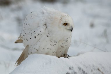 A trained snowy owl in winter field,  Bubo scandiacus clipart