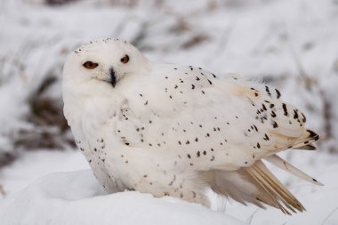 A trained snowy owl perched on a log in the snow. Bubo scandiacus clipart