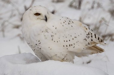 A trained snowy owl in a field during winter. Bubo scandiacus clipart