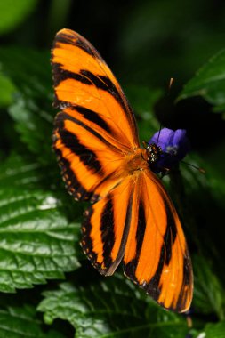 A banded orange butterfly of the nymphalidae family, Dryadula phaetusa clipart