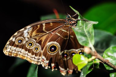 Blue Morpho Butterfly resting on a leaf,  Morpho peleides clipart