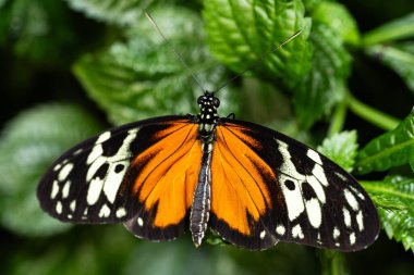 Tiger Longwing Kelebeği, Nymphalidae familyasından Heliconius.. 