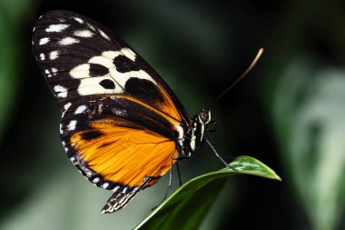 Tiger Longwing Butterfly, Heliconius hecale, of the Nymphalidae family.  clipart